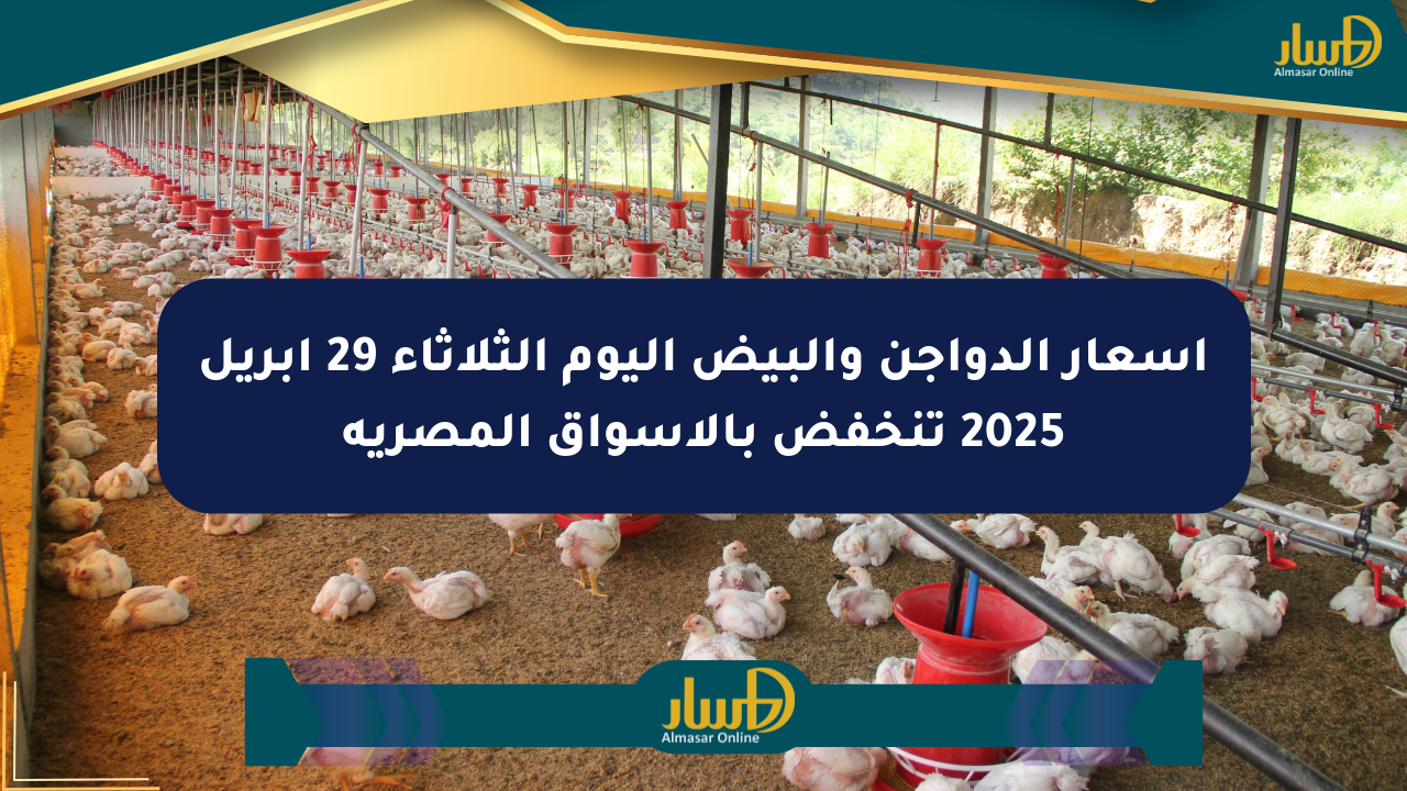 أسعار الدواجن والبيض اليوم الثلاثاء 29 أبريل 2025 تنخفض بالأسواق المصرية